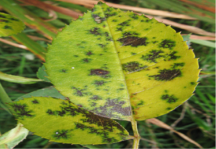 Blackspot on leaf