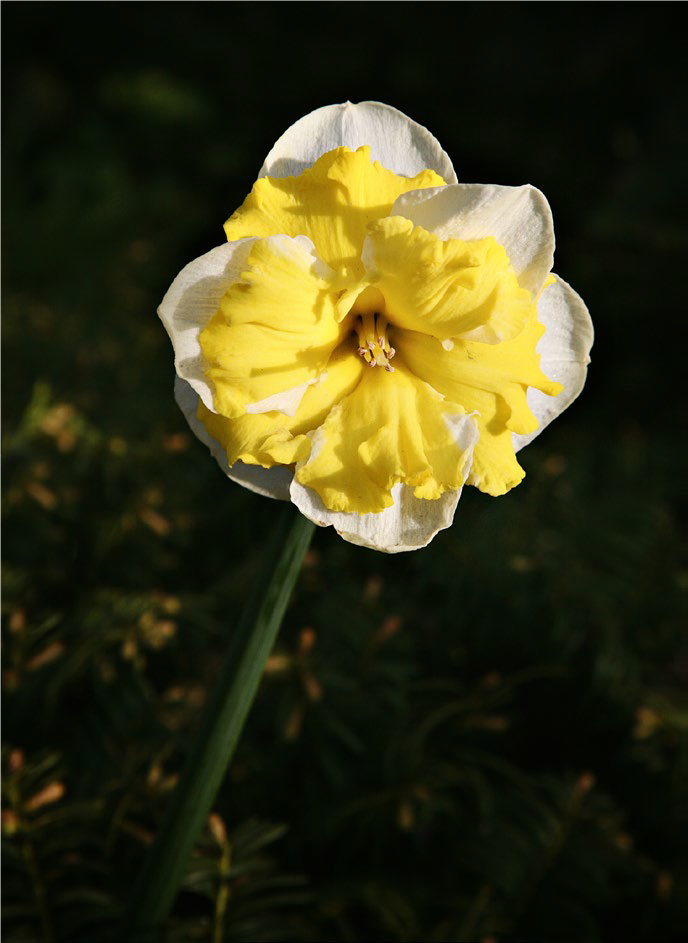 Plant America American Daffodil