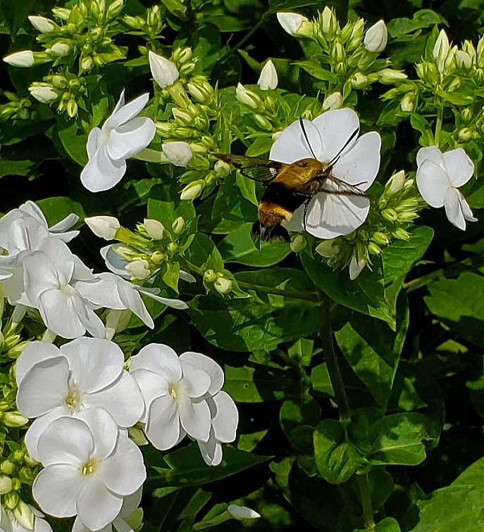 Clearwing Hummingbird Moth on Garden Phlox