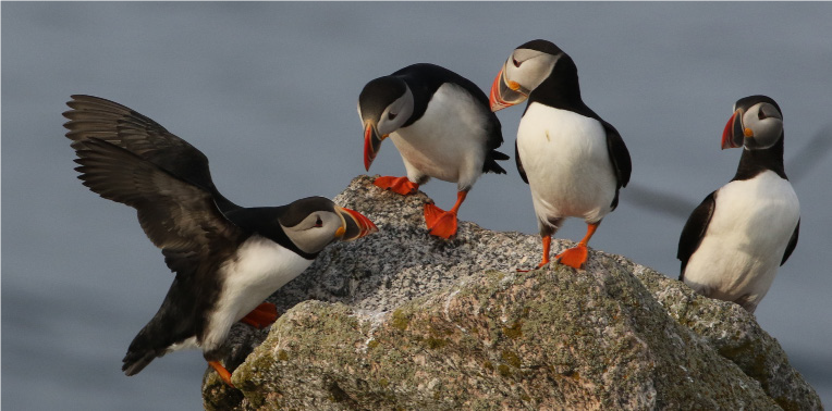 Four puffins on a rock.