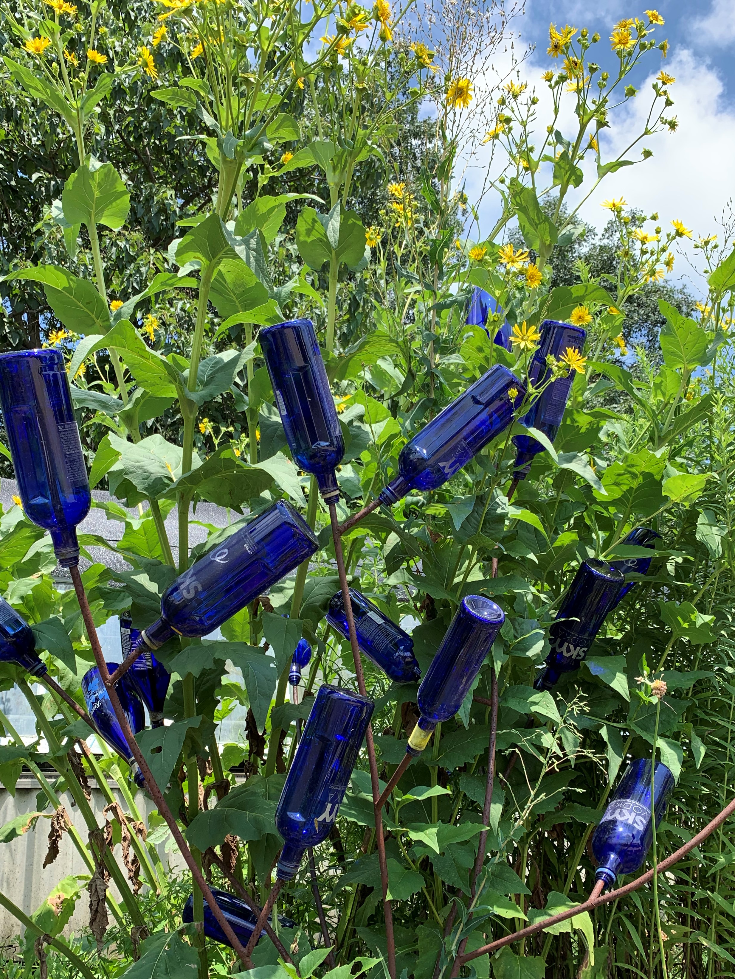 blue bottle tree