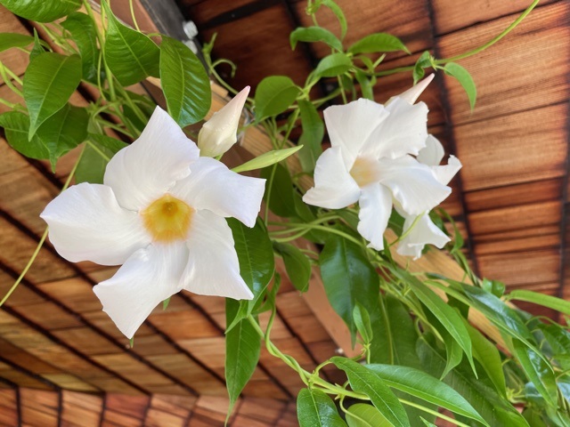 mandevilla