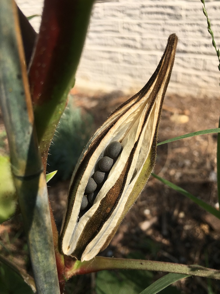 Mature Pods with Seeds