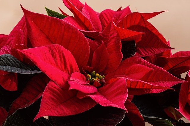 December- Poinsettia