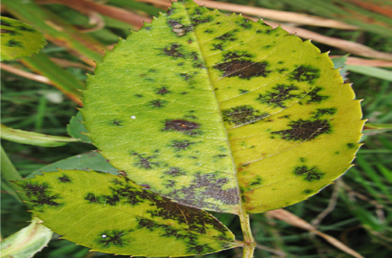 Blackspot on leaf