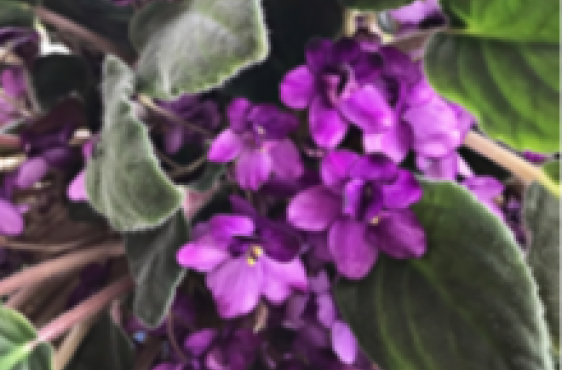 African Violet Purple