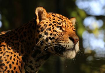 Jaguar in the Rainforest