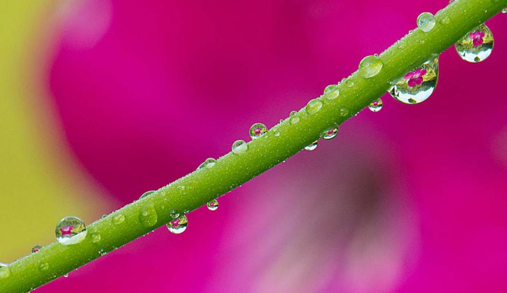 Close-up image of water drop reflecting a pink flower.