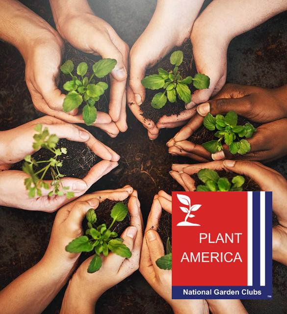 Plant America